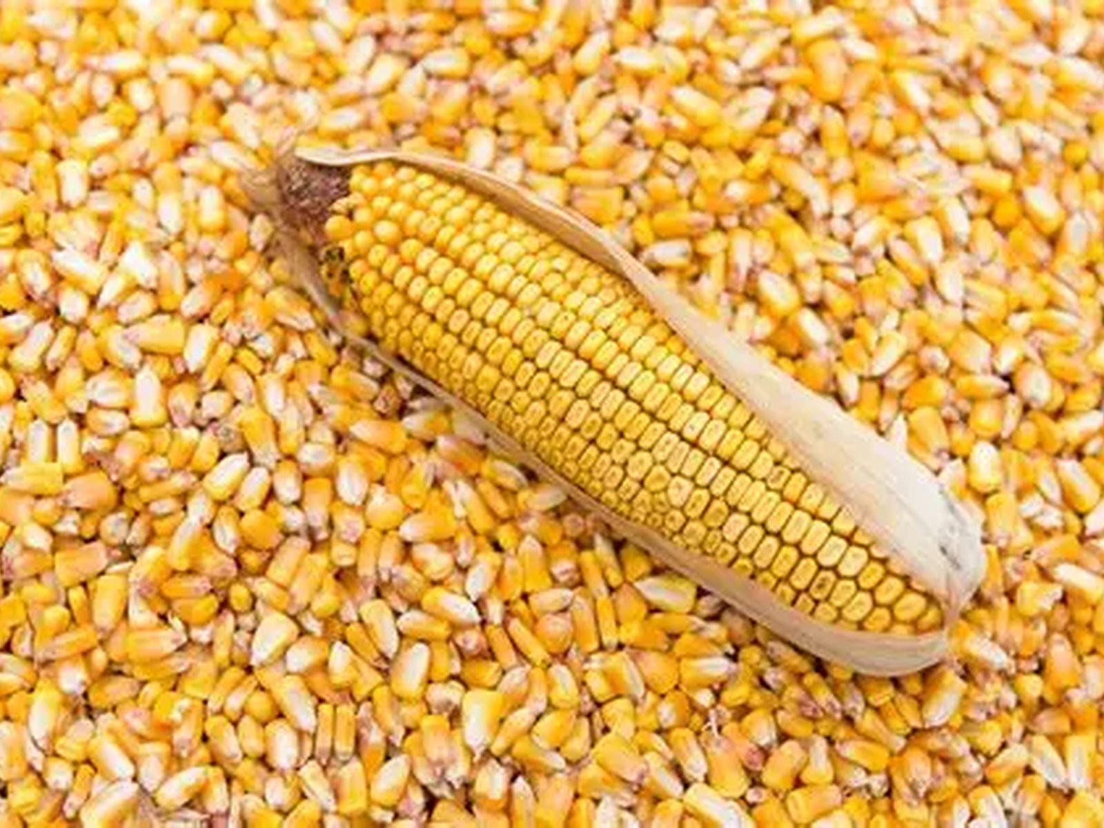 Corn / Maize